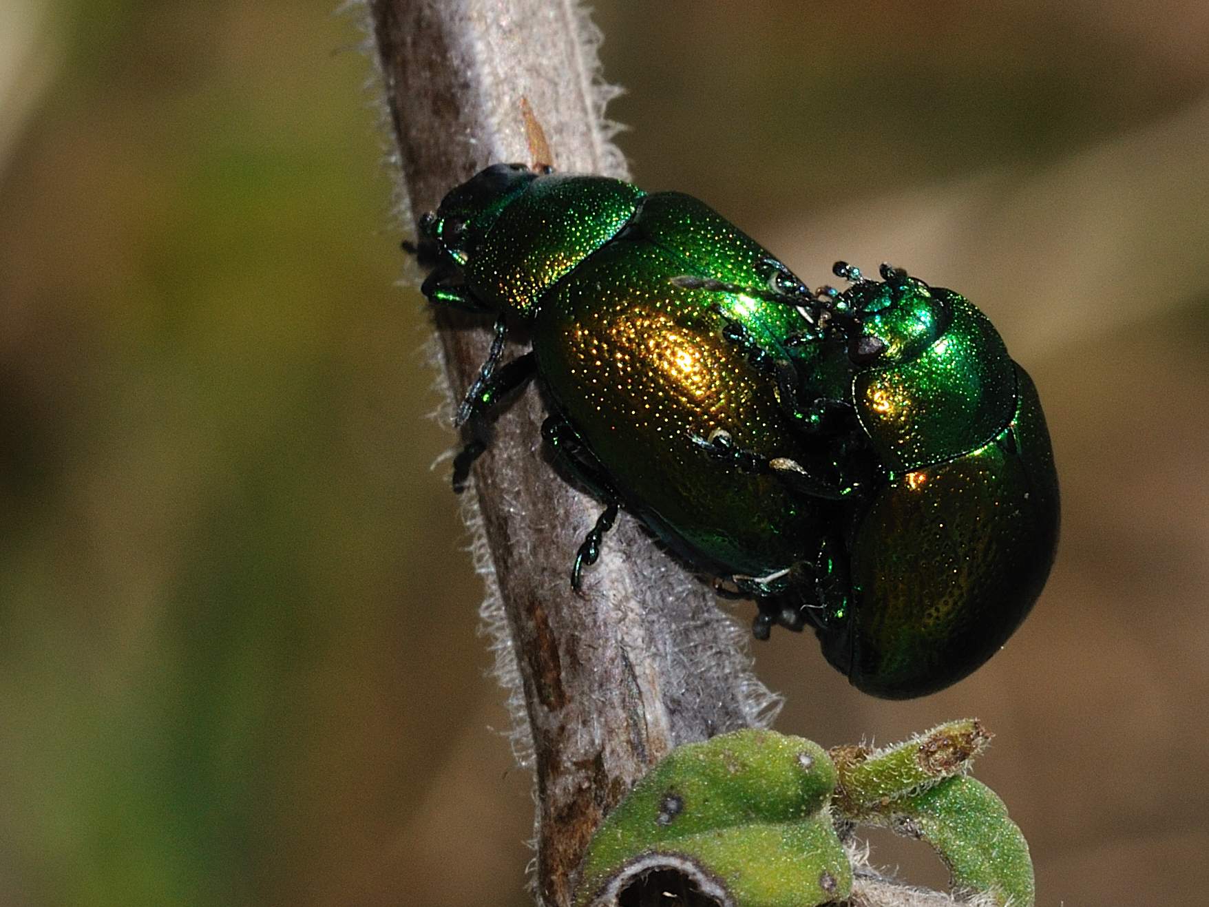 Chrysolina herbacea (Chrysomelidae) in copula